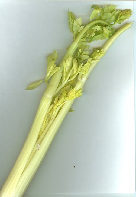 Celery 