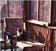 Skitter and Freckles on the porch.