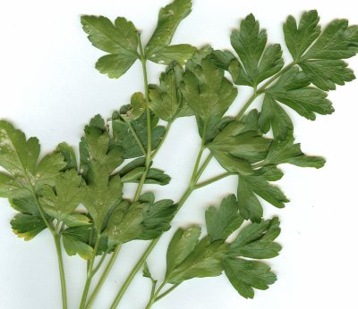 picture of Parsley
