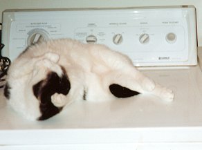 puck sleeping on the dryer