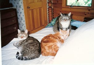 Mimi, Skitter, and Freckles on the bed